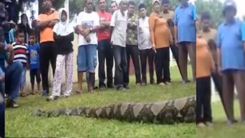 🐍🐍🐲🐸Big snake eat people🧜🧜🧜🧜🏌️🏌️🏌️🏌️🏌️🏌️🏌️🏌️🏌️
