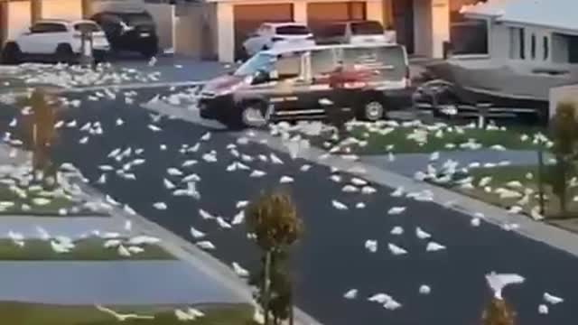 The invasion of thousands of cockatoo parrots in the Australian state of New South Wales.