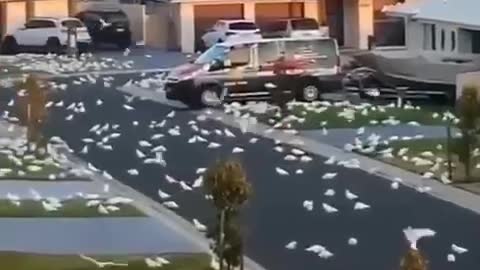 The invasion of thousands of cockatoo parrots in the Australian state of New South Wales.