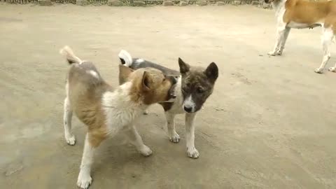 Two puppy's beautiful fight 😍