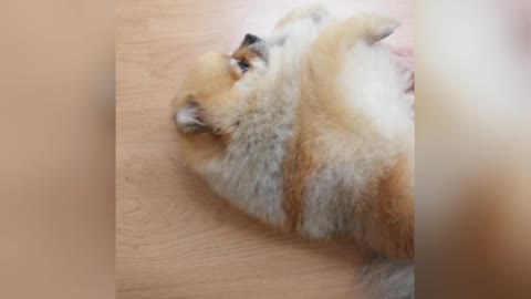 CUTE PUPPY VIDEO | FUNNY DOG VIDEOS