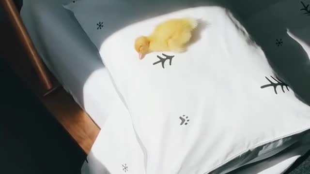 When I get to heaven, if there are no ducks, I would just leave and go find them