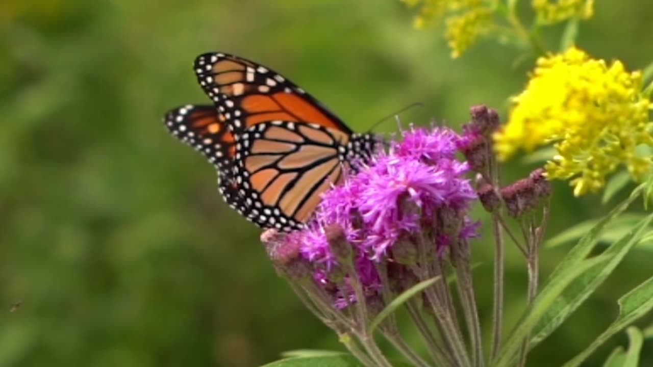 Beautiful butterfly in flower