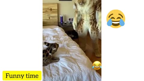 😅funny animals 🦁 Best funny videos🐕🐶🐶