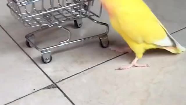 Amazing smart parrots mama special collection --🐥😍funny#parrot compilation videos 2021