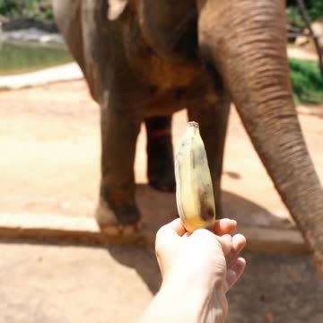 Feeding elephant