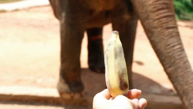 Feeding elephant