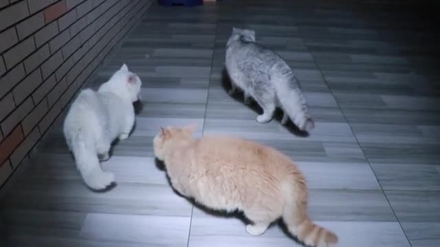 beautiful cat
