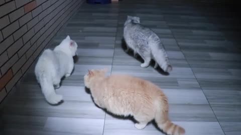 beautiful cat