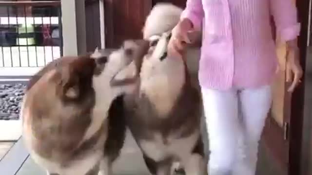 What kind of dogs are these ?