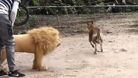 Prank to dog and fake lion series