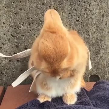 How cute is this bunny Rate from 1 to 10