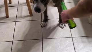 Pits first beer