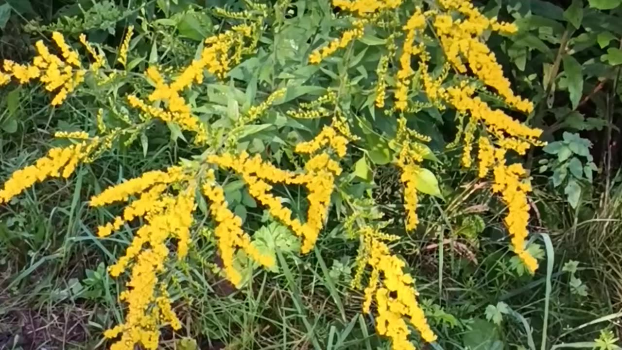 Goldenrod