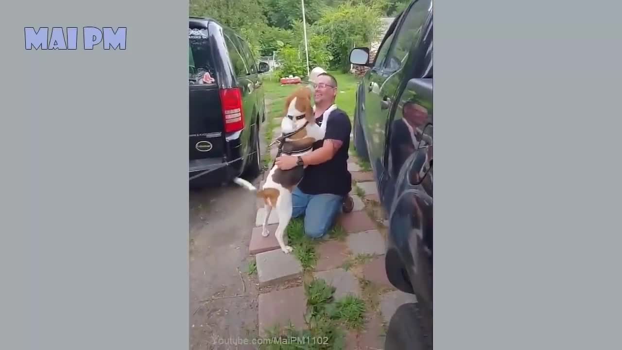 Funny Dog Videos 2021 🤣 | this time to laugh 🤣🤣