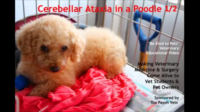 Neurological Disease. Cerebellar Ataxia in an older poodle