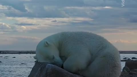 How a majestic polar bear sleeps 😍