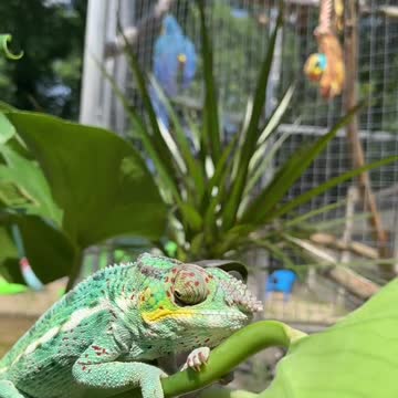 This boy never fails to impress me with his colours 💙