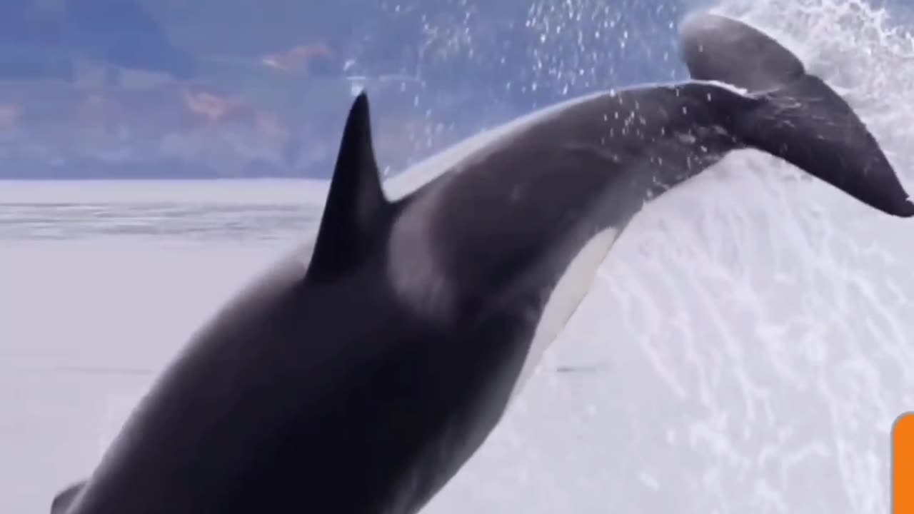 Majestic Leap: Orca's Slow-Motion Splash