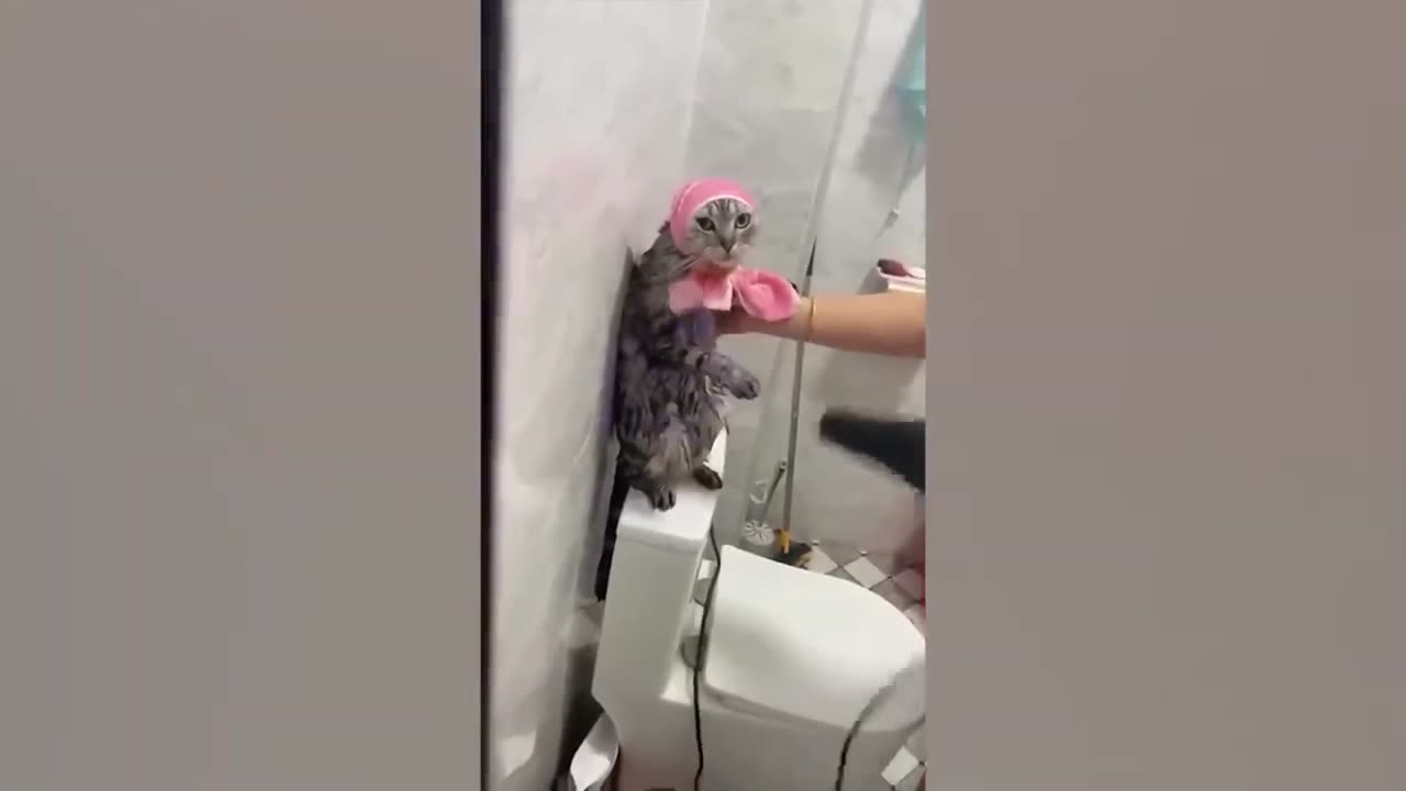 Best funny cat and dog videos 😂😂😂