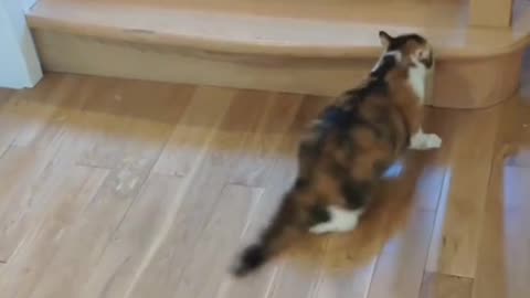 Funny cats video