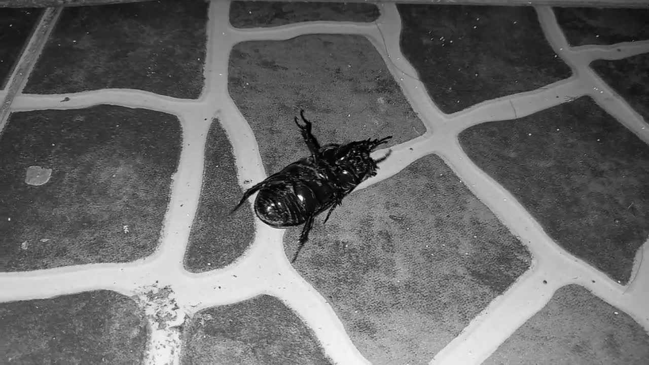 Helpless beetle
