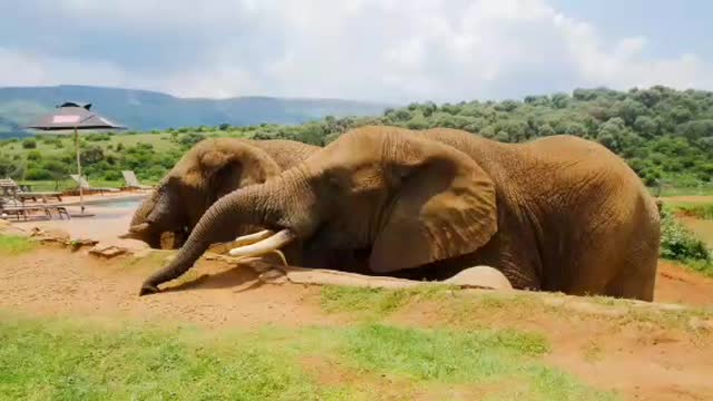 Elephant eating food and play