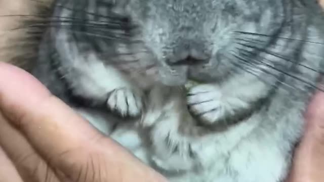 This is Mr. Rabbit or Mr. Cat. It's so cute. Buy one