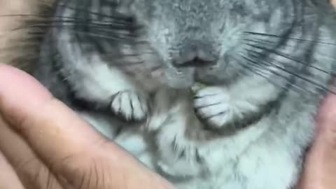 This is Mr. Rabbit or Mr. Cat. It's so cute. Buy one