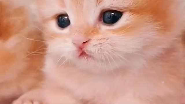 funny and adorable cat videos