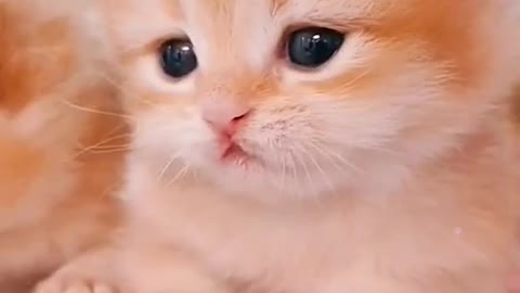 funny and adorable cat videos