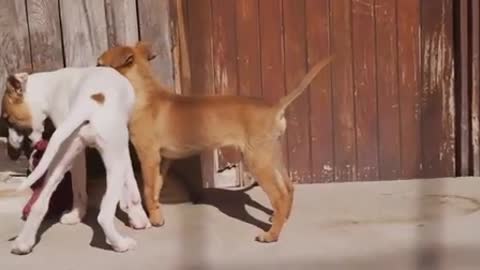 Puppy playing slow motion