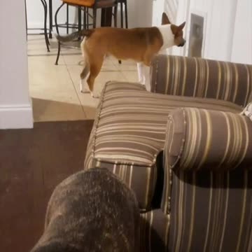 Tucker Carlson Is Sad He Can Not Go Outside