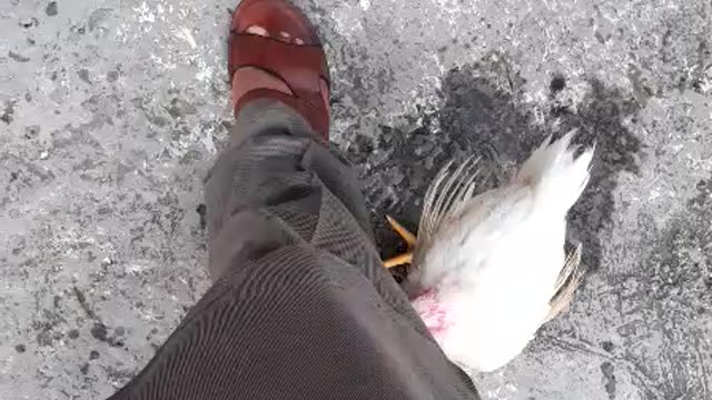 Funny chicken pecking leg feet video😂😂