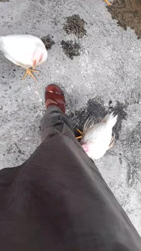 Funny chicken pecking leg feet video😂😂