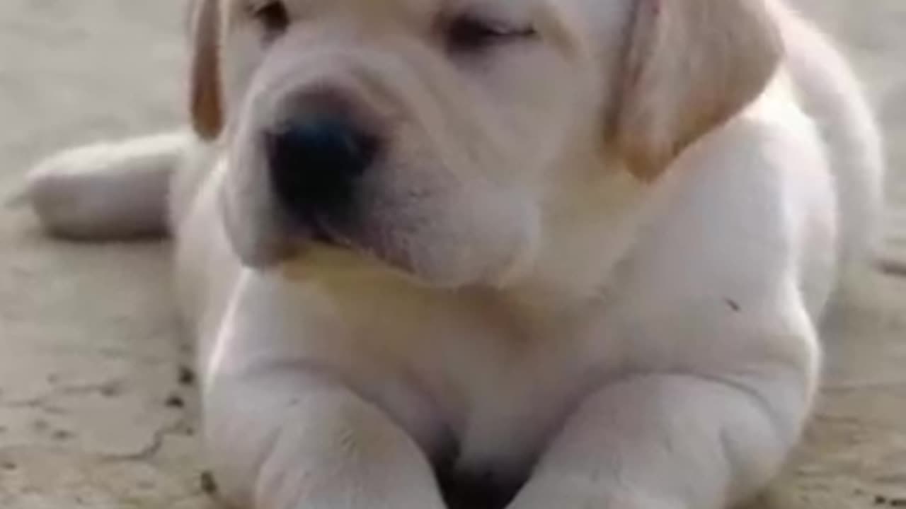 Labrador puppy