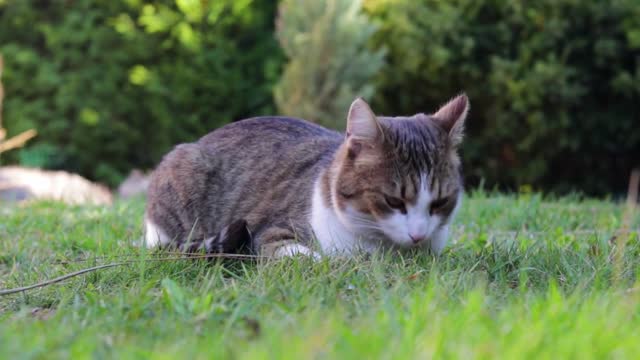 A cat peacefully sits in a garden on a sunny day and looks around