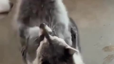 a raccoon playing with bubbles 😂😂😍😍