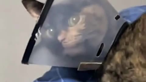 Cats wearing the Elizabethan collar