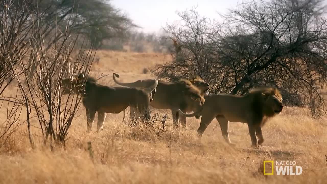 Don't Mess With a Lion's Territory _ Lion Kingdom