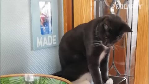 Funny Cat Fails - Funny Cat Compilation - FailArmy