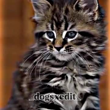 Cat 😸 Dangerous cat lovely cat 🐈