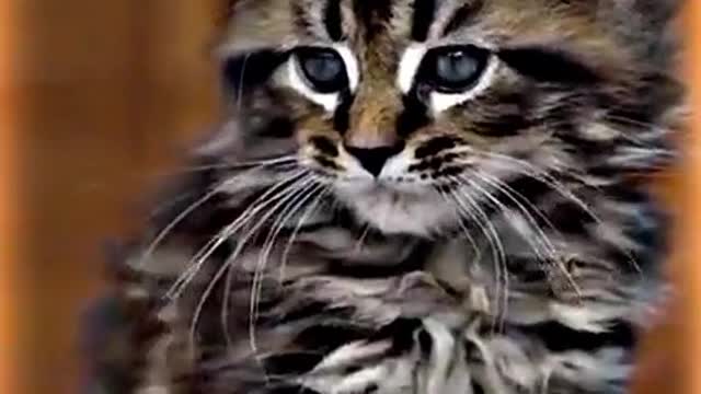 Cat 😸 Dangerous cat lovely cat 🐈