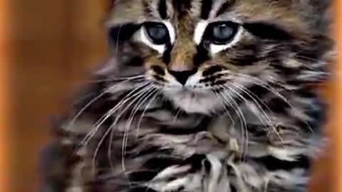 Cat 😸 Dangerous cat lovely cat 🐈
