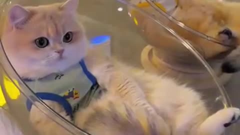 Funny Cats watching Tom & Jerry show!