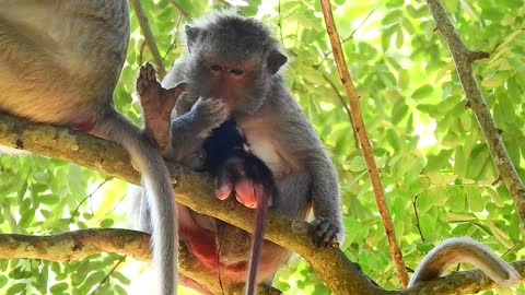 Funny animals# baby monkey# 102# love animals.