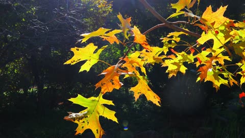 In the forest, the oak leaves are shining red in the autumn sunlight