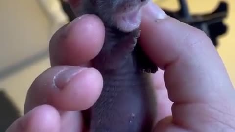 Animais Engraçados - Funny Animals and Cute