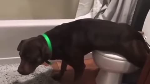 Dog using the toilet