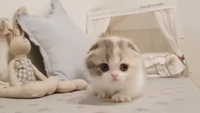 Too cute cat with short legs | cat compilation